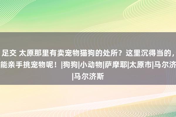 足交 太原那里有卖宠物猫狗的处所？这里沉得当的，还能亲手挑宠物呢！|狗狗|小动物|萨摩耶|太原市|马尔济斯